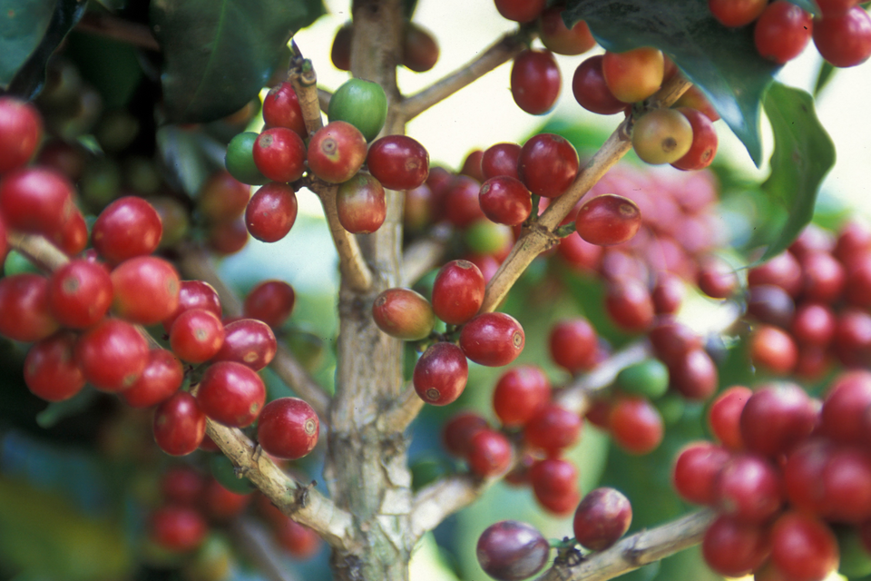 Coffees of Latin America