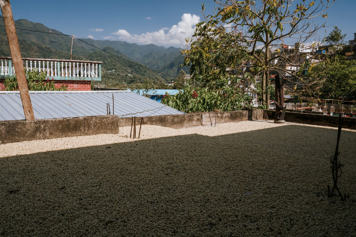 Coffee drying on a patio below the mountains in Guatemala