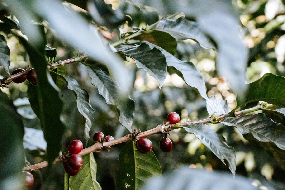 Ripe coffee cherries on the branch in Guatemala