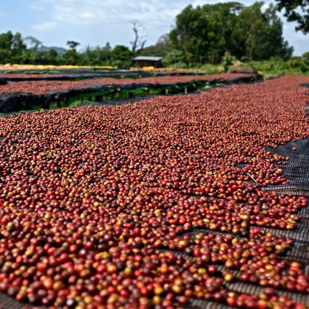 Ethiopia