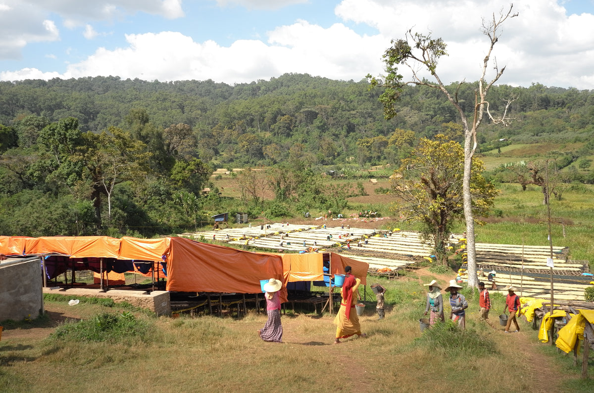Nano Genji washing station in Ethiopia